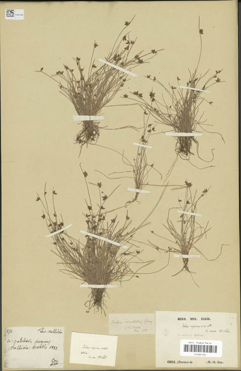 fig4 Isolepis